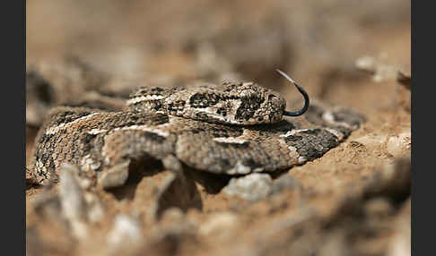 Puffotter (Bitis arietans)