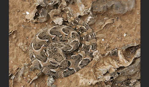 Puffotter (Bitis arietans)