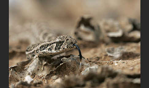 Puffotter (Bitis arietans)