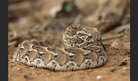 Puffotter (Bitis arietans)