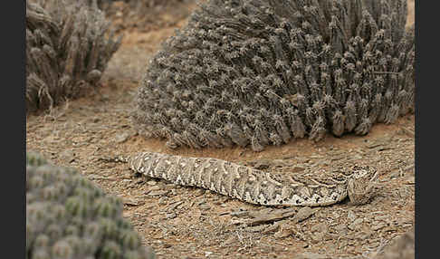 Puffotter (Bitis arietans)