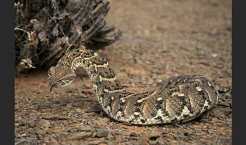 Puffotter (Bitis arietans)