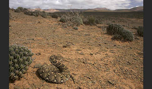 Puffotter (Bitis arietans)