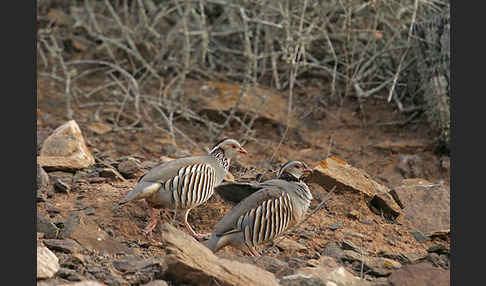 Felsenhuhn (Alectoris barbara)