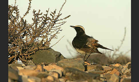 Fahlbürzelsteinschmätzer (Oenanthe moesta)