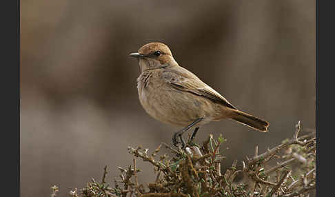 Fahlbürzelsteinschmätzer (Oenanthe moesta)