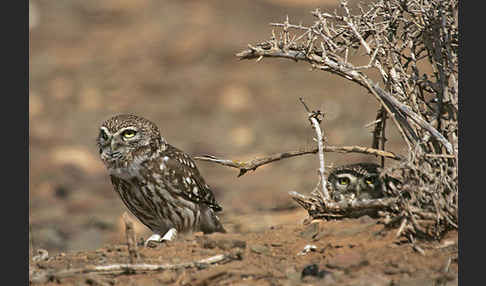 Steinkauz (Athene noctua)