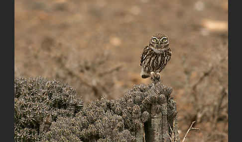 Steinkauz (Athene noctua)