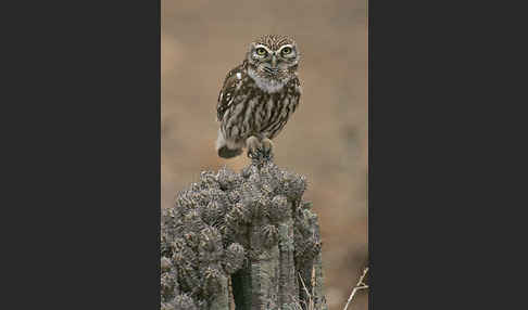 Steinkauz (Athene noctua)