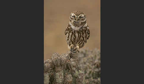 Steinkauz (Athene noctua)