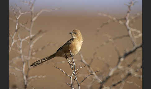 Akaziendrossling (Turdoides fulvus)