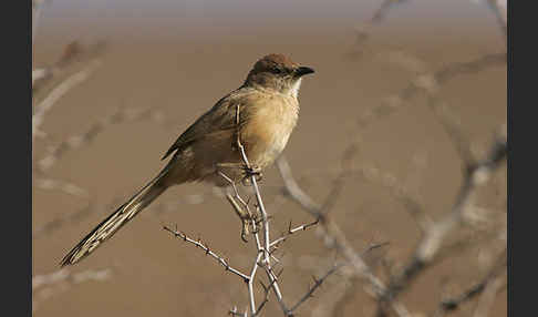 Akaziendrossling (Turdoides fulvus)