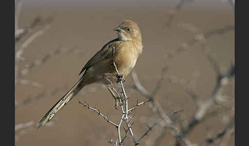 Akaziendrossling (Turdoides fulvus)