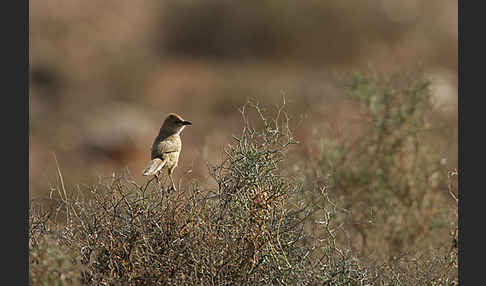 Akaziendrossling (Turdoides fulvus)