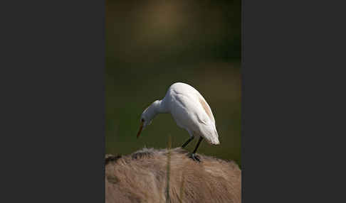 Kuhreiher (Bubulcus ibis)