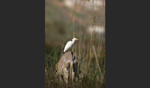 Kuhreiher (Bubulcus ibis)