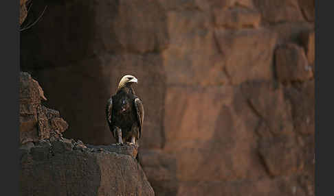 Steinadler (Aquila chrysaetos)