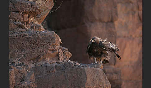 Steinadler (Aquila chrysaetos)