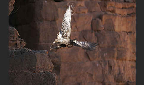 Steinadler (Aquila chrysaetos)