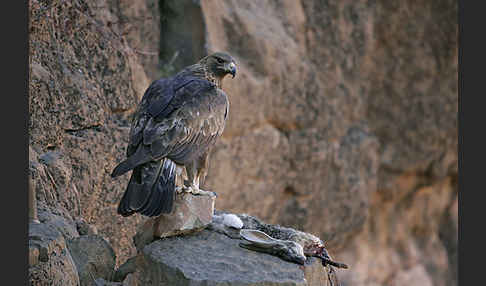 Steinadler (Aquila chrysaetos)