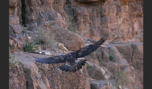 Steinadler (Aquila chrysaetos)