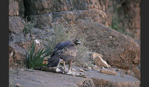 Steinadler (Aquila chrysaetos)