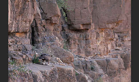 Steinadler (Aquila chrysaetos)