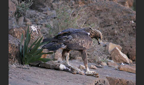 Steinadler (Aquila chrysaetos)