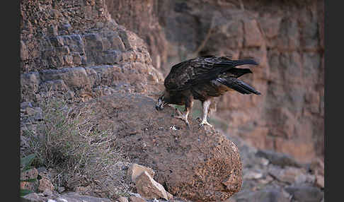 Steinadler (Aquila chrysaetos)