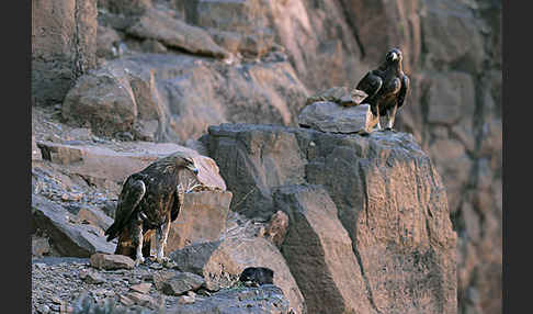 Steinadler (Aquila chrysaetos)