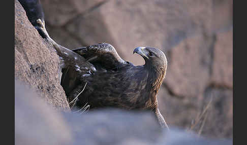 Steinadler (Aquila chrysaetos)