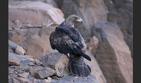 Steinadler (Aquila chrysaetos)