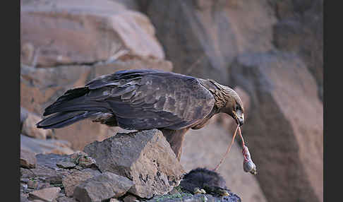 Steinadler (Aquila chrysaetos)