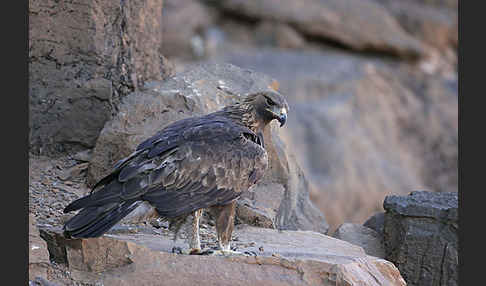 Steinadler (Aquila chrysaetos)