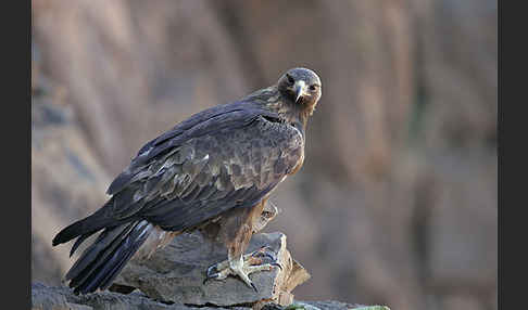 Steinadler (Aquila chrysaetos)