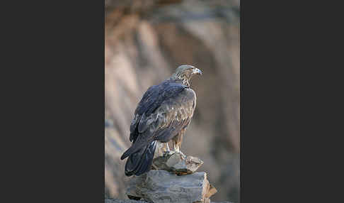 Steinadler (Aquila chrysaetos)