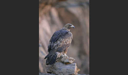 Steinadler (Aquila chrysaetos)