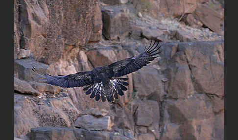 Steinadler (Aquila chrysaetos)