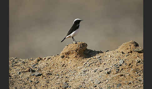 Schwarzrückensteinschmätzer (Oenanthe lugens)