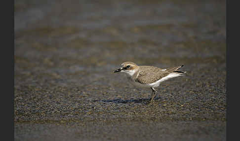 Wüstenregenpfeifer (Charadrius leschenaultii)