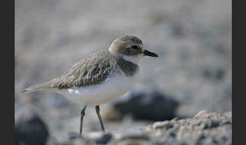 Wüstenregenpfeifer (Charadrius leschenaultii)