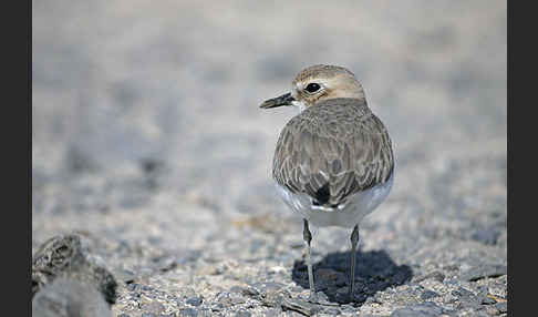 Wüstenregenpfeifer (Charadrius leschenaultii)