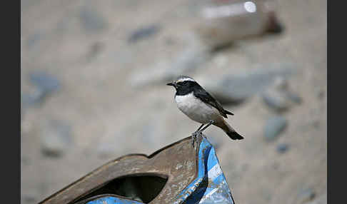 Rostbürzel-Steinschmätzer (Oenanthe xanthoprymna)