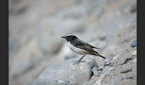 Rostbürzel-Steinschmätzer (Oenanthe xanthoprymna)