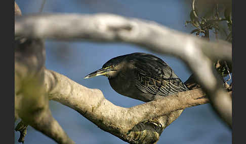 Mangrovenreiher (Butorides striatus)