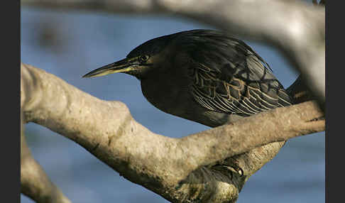 Mangrovenreiher (Butorides striatus)