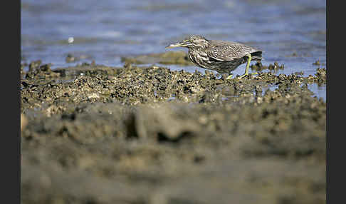 Mangrovenreiher (Butorides striatus)