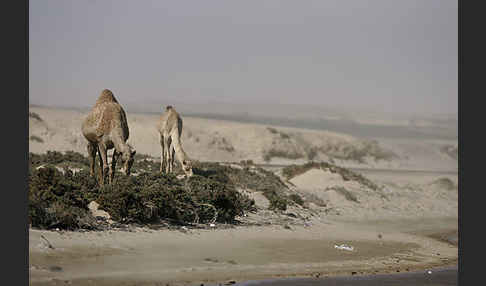 Dromedar (Camelus dromedarius)