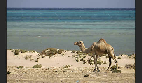 Dromedar (Camelus dromedarius)