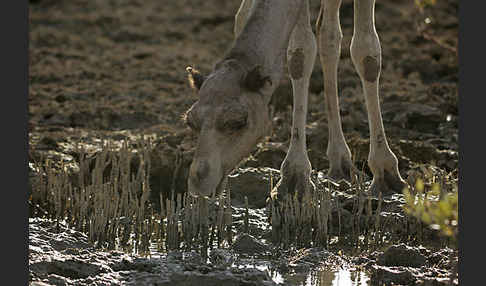 Dromedar (Camelus dromedarius)